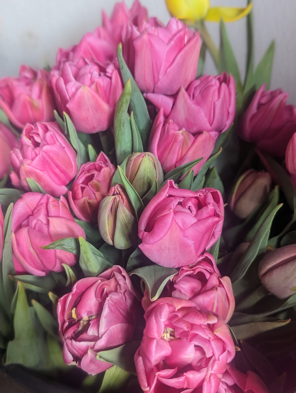 First Harvest Tulips (3 weeks)