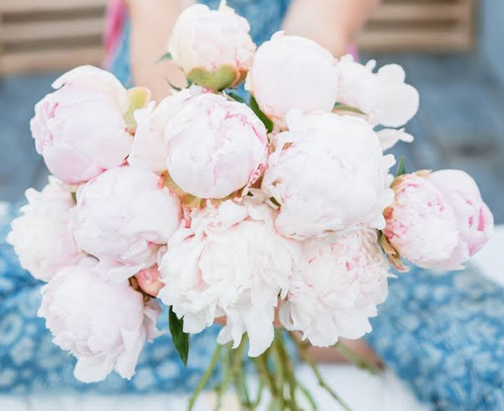 Spring Peonies (3 weeks)